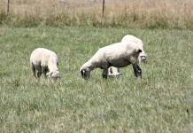 Cache Valley virus hits Ohio flocks sheep grazing
