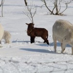 OSU sheep blog offers flock health advice sheep in snow