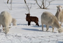 OSU sheep blog offers flock health advice sheep in snow