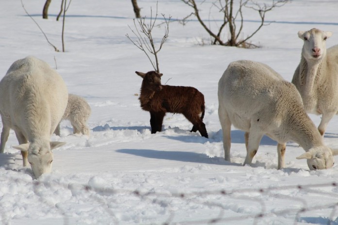 sheep in snow sheep in snow