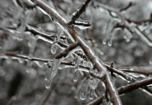Climate change or just the winter? Experts sound off on what they think ice on trees