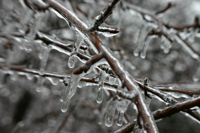 winter snow storm ice on trees