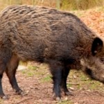 Michigan farmer can keep his pigs