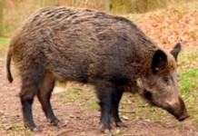 Michigan farmer can keep his pigs