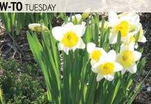 How do I know if the soil in my garden is healthy?