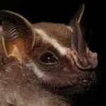 Scientists study bats to understand how we smell