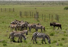Herbivores + light = more plant biodiversity