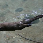 ‘CSI River Otters:’ Animal forensics, DNA used to estimate population