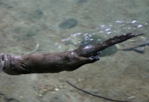 ‘CSI River Otters:’ Animal forensics, DNA used to estimate population