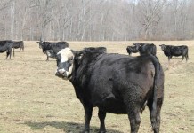 Rowe farm: Change is what keeps it moving along