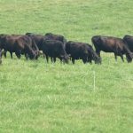 Calendar says it’s spring: Ready for grazing season? cattle grazing