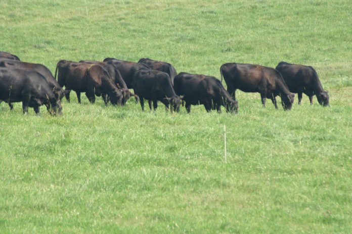 beef cattle grazing cattle grazing