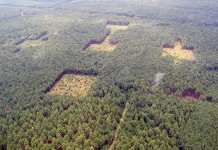 Conservation corridors: Seed dispersal study shows value, say experts Conservation corridor