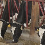 Dairy producers weighing shift in new farm bill