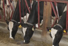 Dairy producers weighing shift in new farm bill