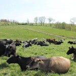 USDA extends Milk Income Loss Contract program