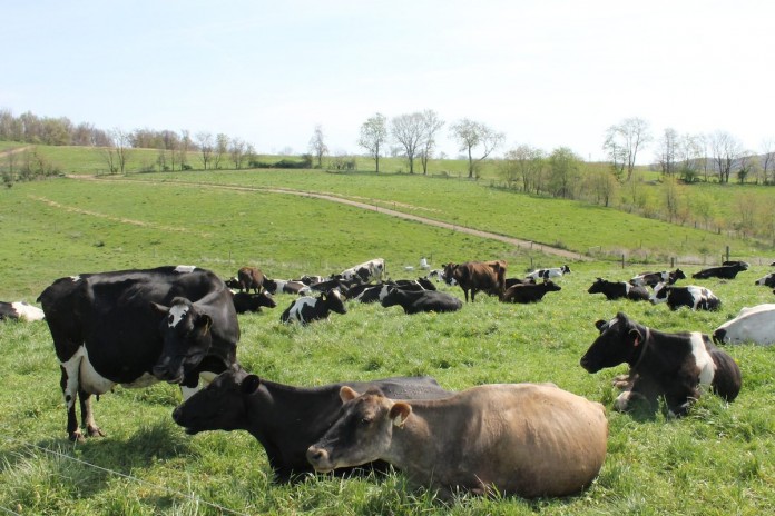 dairy grazing