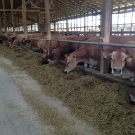 Only the smart survive: Looking for resilient dairy farms