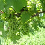 Grape producers: Winter’s cold takes toll on vineyards