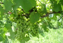 Grape producers: Winter’s cold takes toll on vineyards