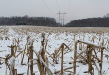 Market taking a long range look at prices winter