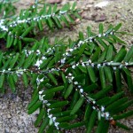 Hemlock-killing pest, Hemlock Woolly Adelgid, found in new areas in Ohio