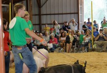 PED virus changes some county fair tag-in routines