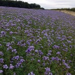 True value of cover crops to farmers, environment