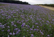 True value of cover crops to farmers, environment