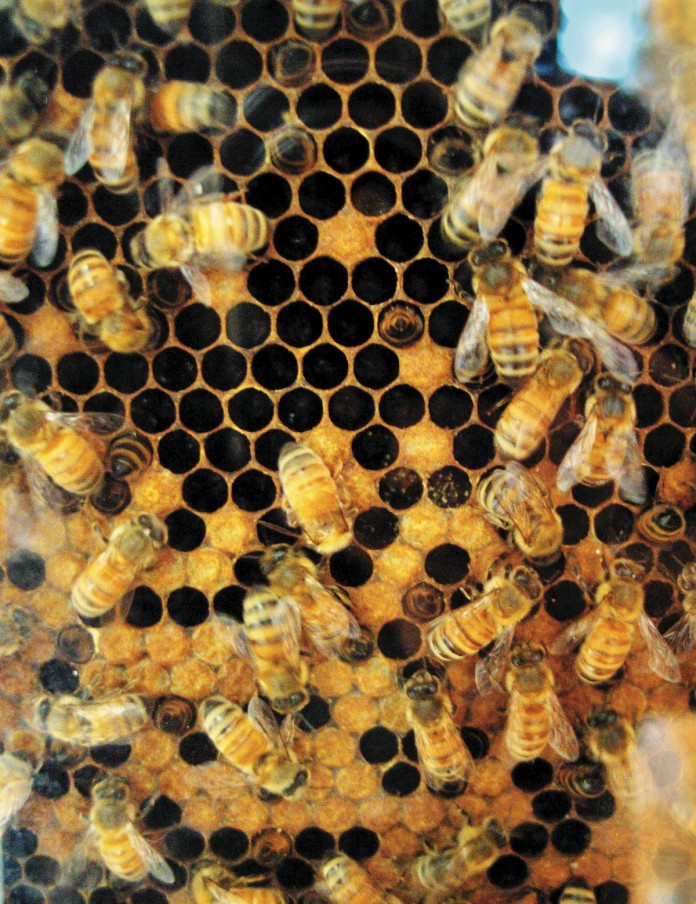 honey bees
