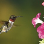 Summer hummers are very active now hummingbird