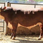 Pa. performance tested bull sale totals $265,700