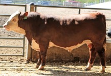 Top bulls to sell in Pa. performance sale