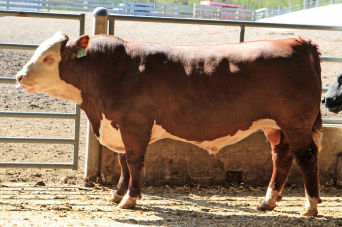 pa. tested bull sale
