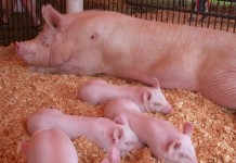 Swine virus to impact production, prices in 2014 sow and pigs