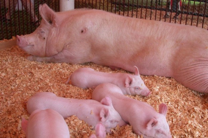 sow and pigs sow and pigs