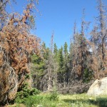 Bark beetles change Rocky Mountain stream flows, affect water quality