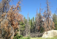 Bark beetles change Rocky Mountain stream flows, affect water quality