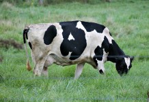 Research shows raw milk dramatically increases risk for illness