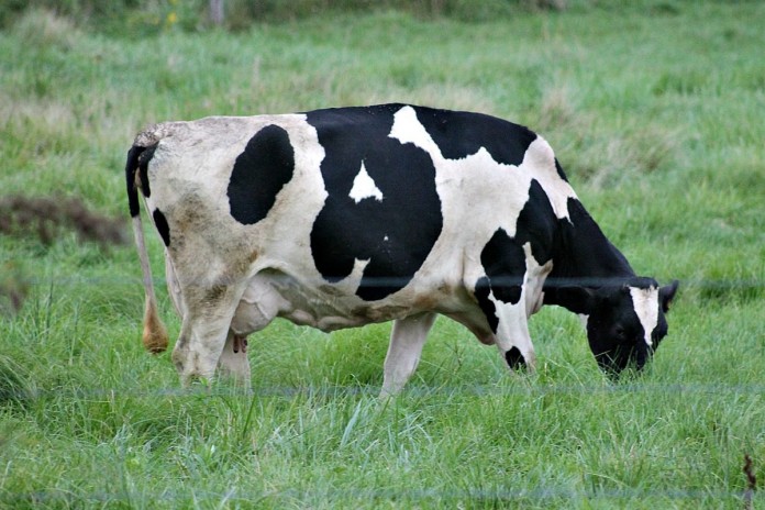cow1