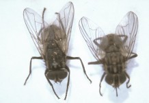 Insects represent a link for antibiotic resistant traits