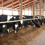 Dairy landscape: Back to normal