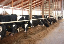 Dairy landscape: Back to normal