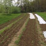 How to improve your garden soil using wood ash