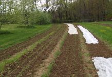 Gardening boom: One in 3 U.S. households is now growing food