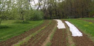 How to improve your garden soil using wood ash