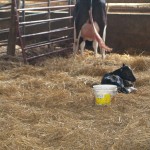 First 24 hours critical for calf colostrum