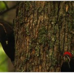 The language of birds is a beautiful one