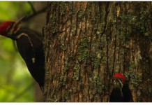 The language of birds is a beautiful one