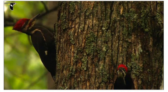 pileated woodpecker